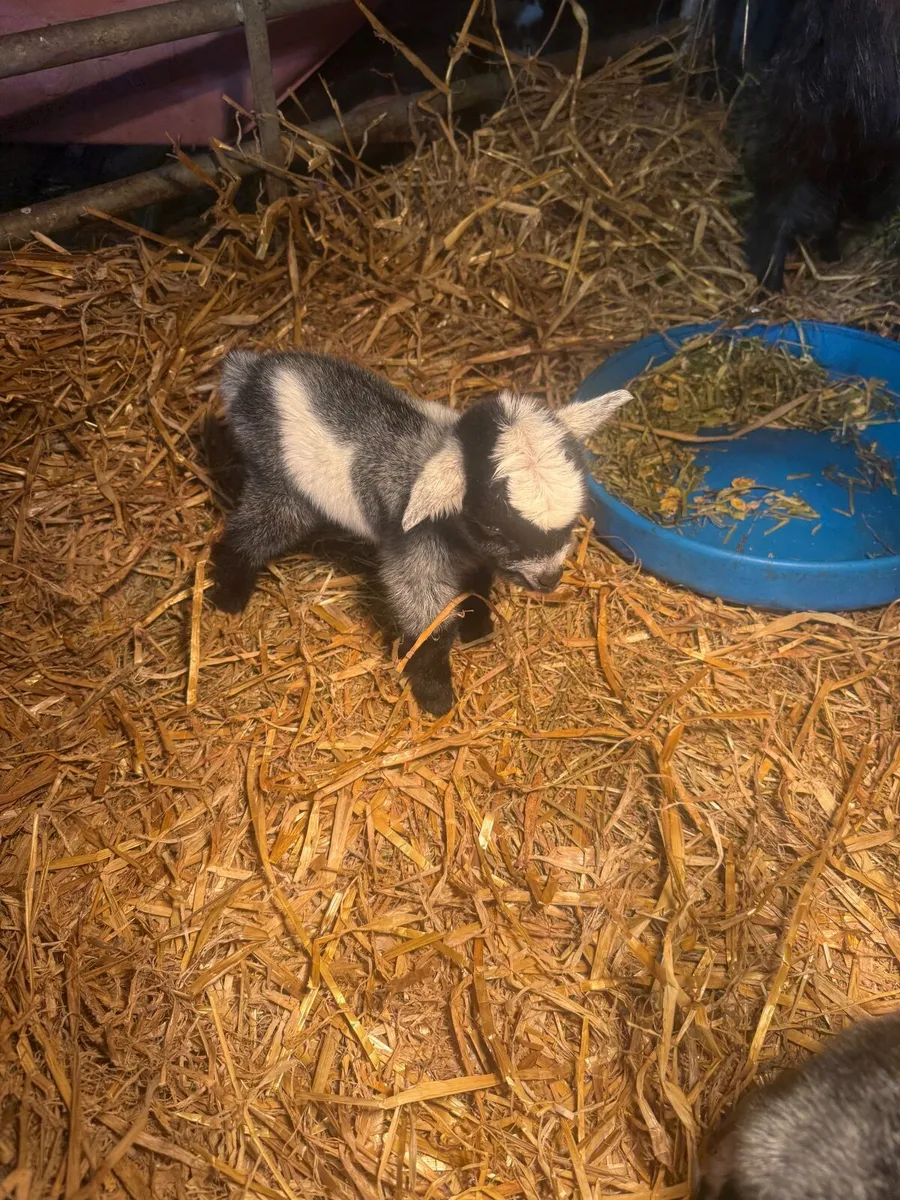 2 baby blue coloured Pygmy kids - Image 4