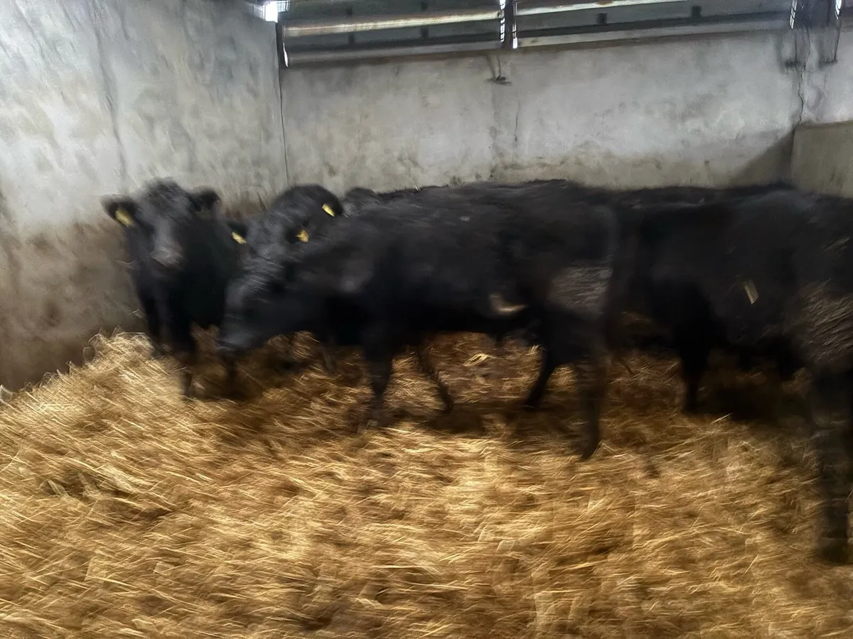 30 aax bulls - Image 2