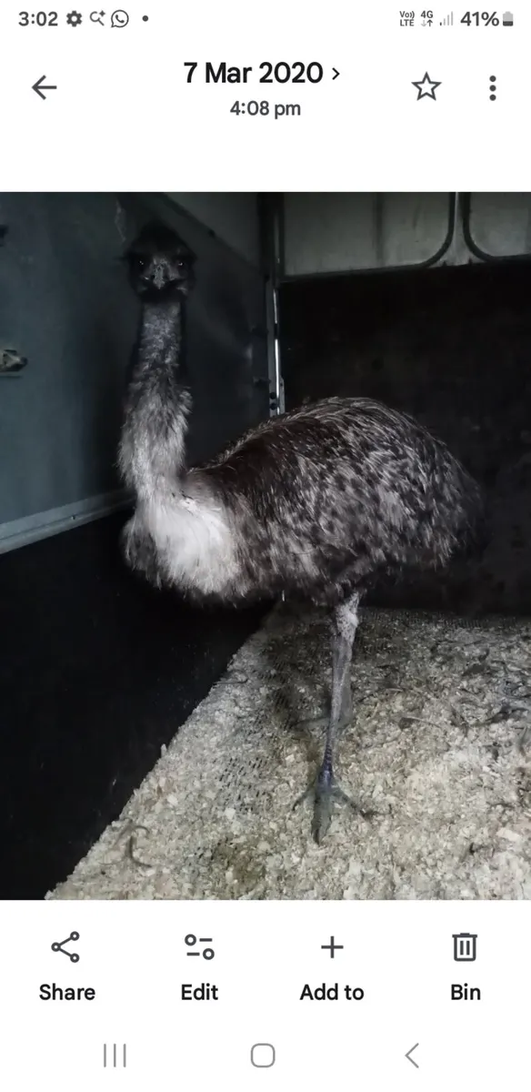Proven male emu