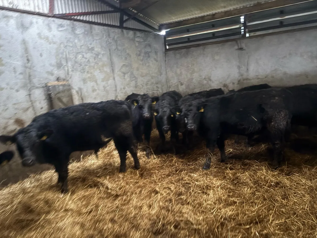 30 aax bulls - Image 1