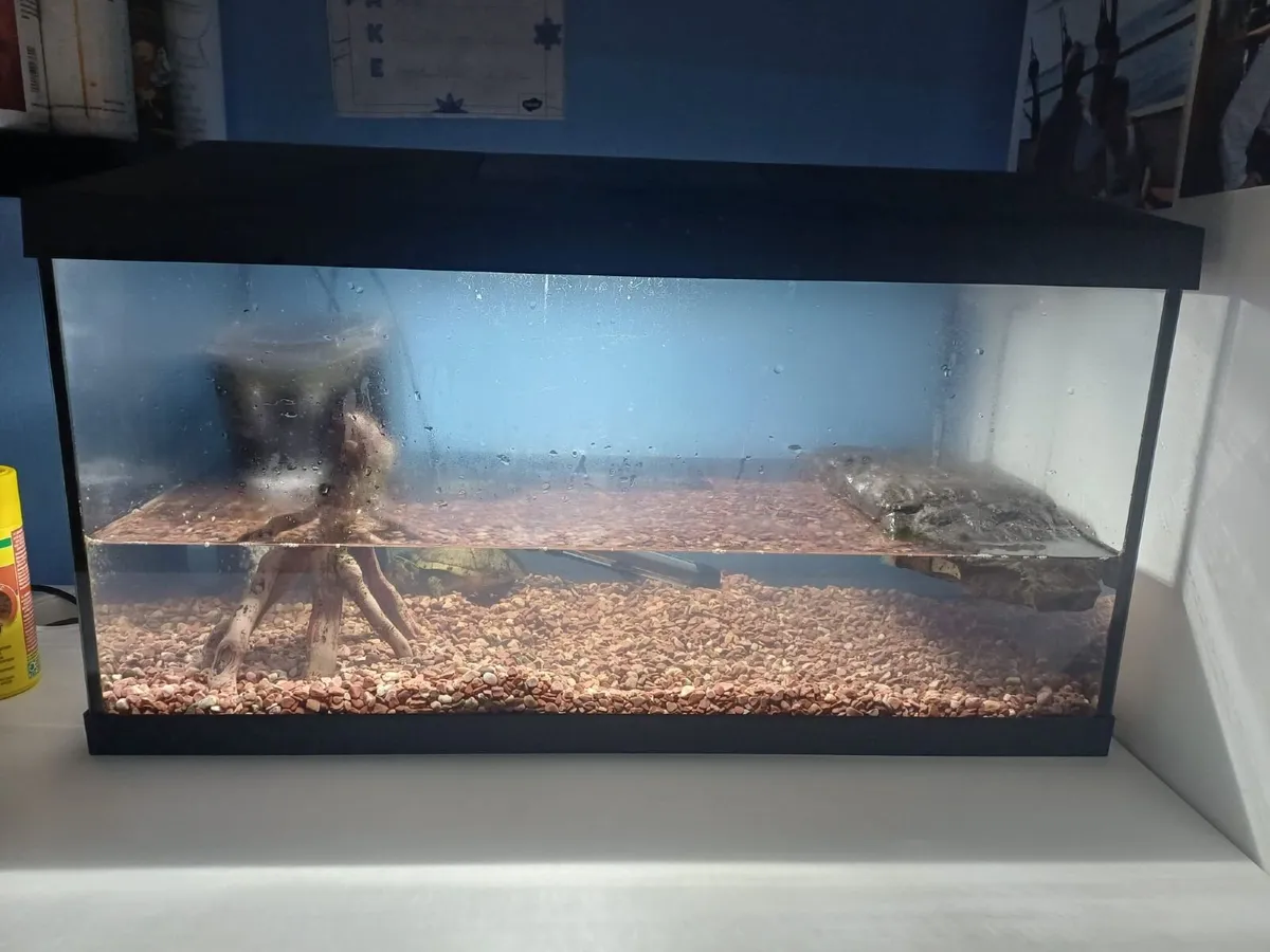 Musk Turtle , Tank and Accessories for sale - Image 3