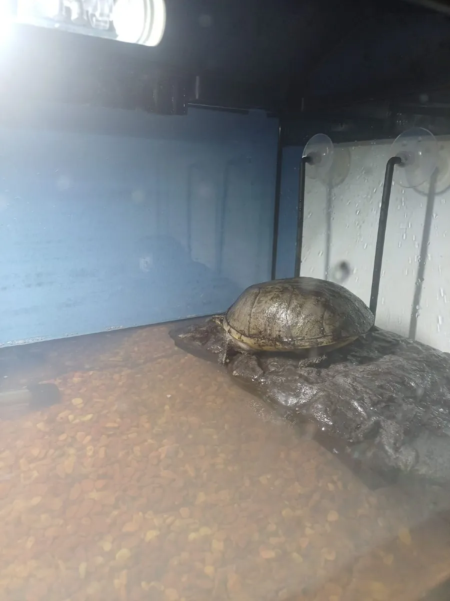 Musk Turtle , Tank and Accessories for sale - Image 1