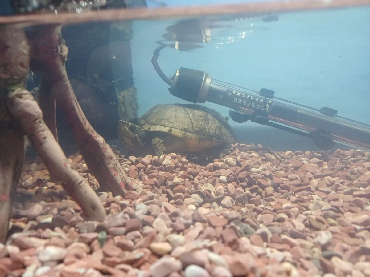 Musk Turtle , Tank and Accessories for sale - Image 2
