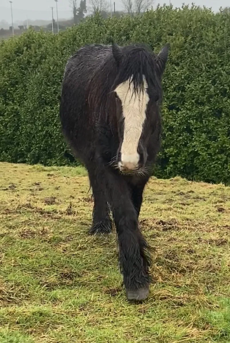 Friendly Cob - Image 3