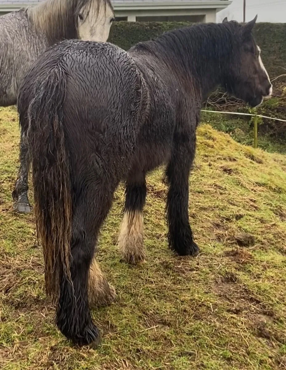 Friendly Cob - Image 2