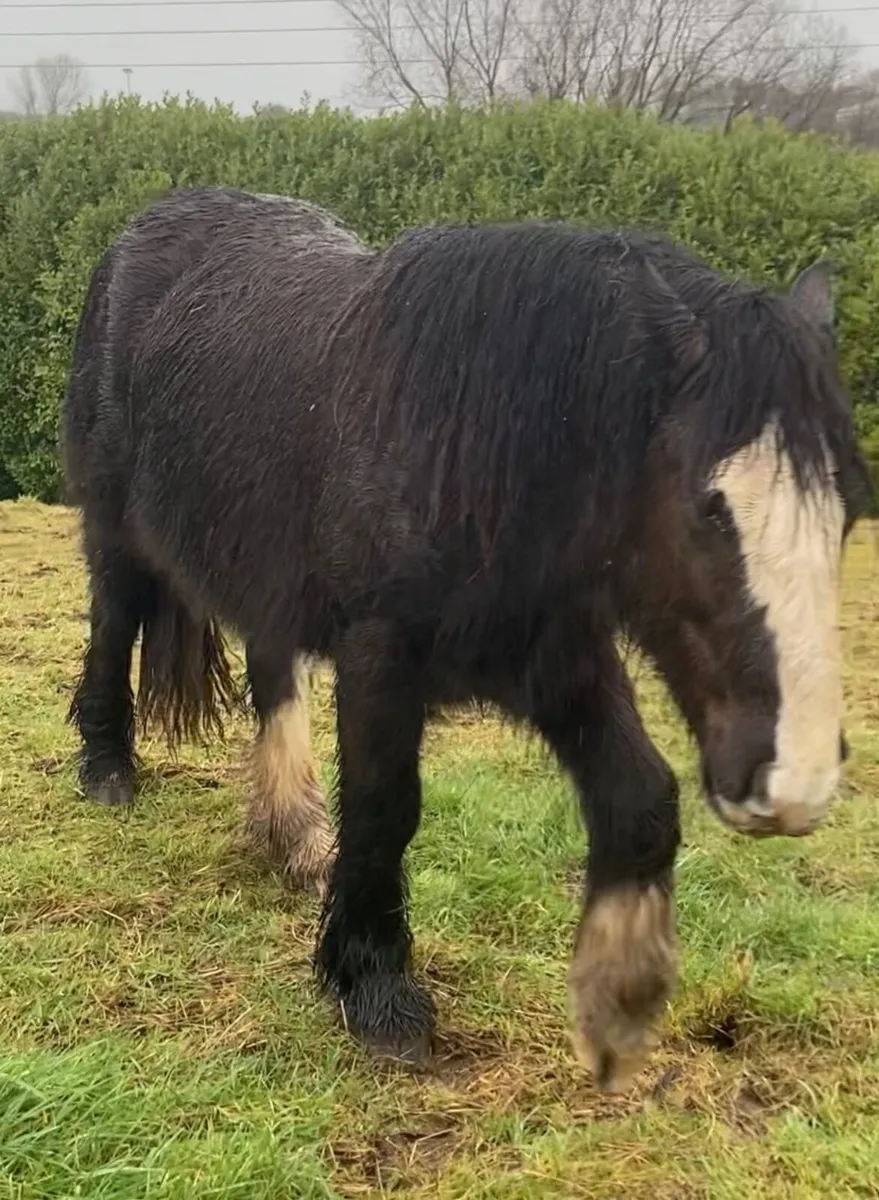 Friendly Cob - Image 1