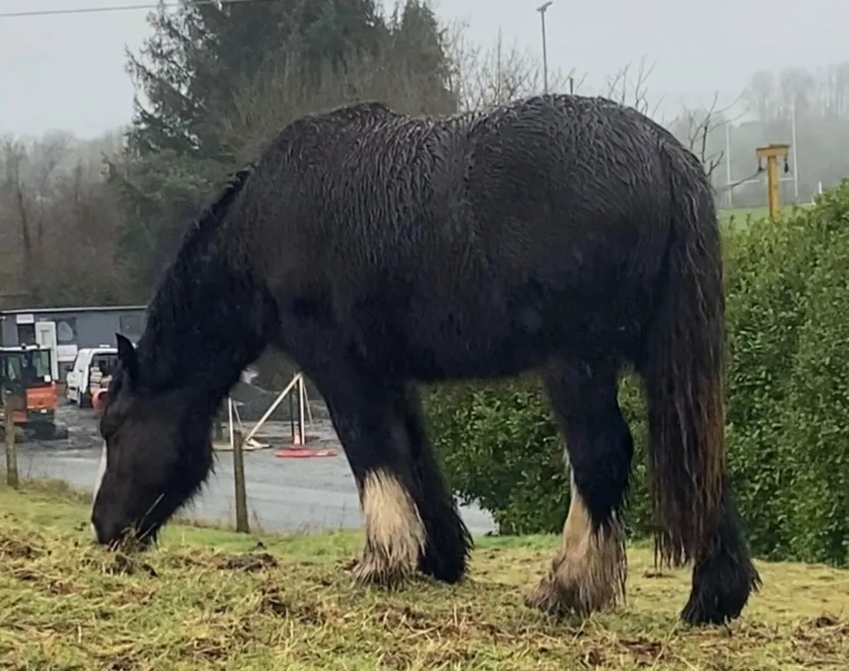 Friendly Cob - Image 4