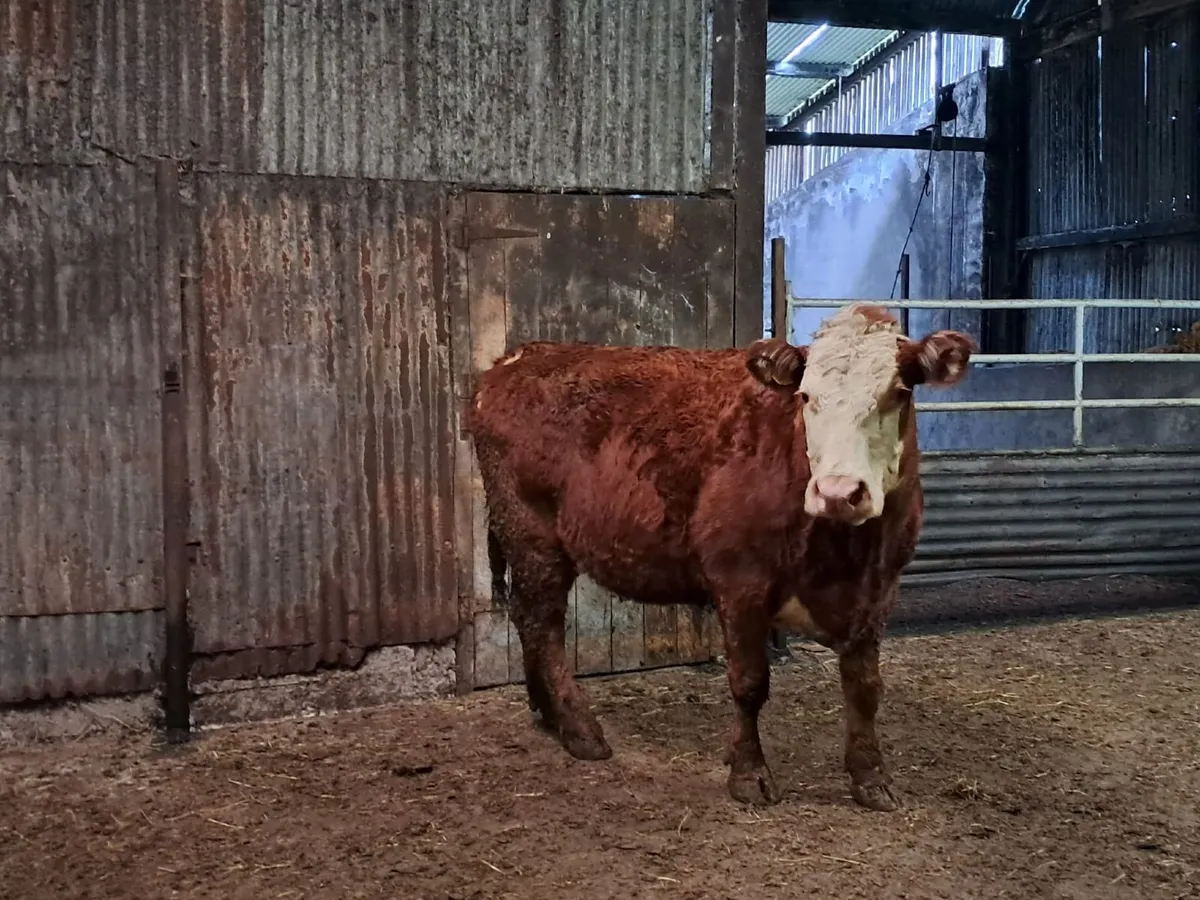 Ballybay Mart Sucklers - Image 2