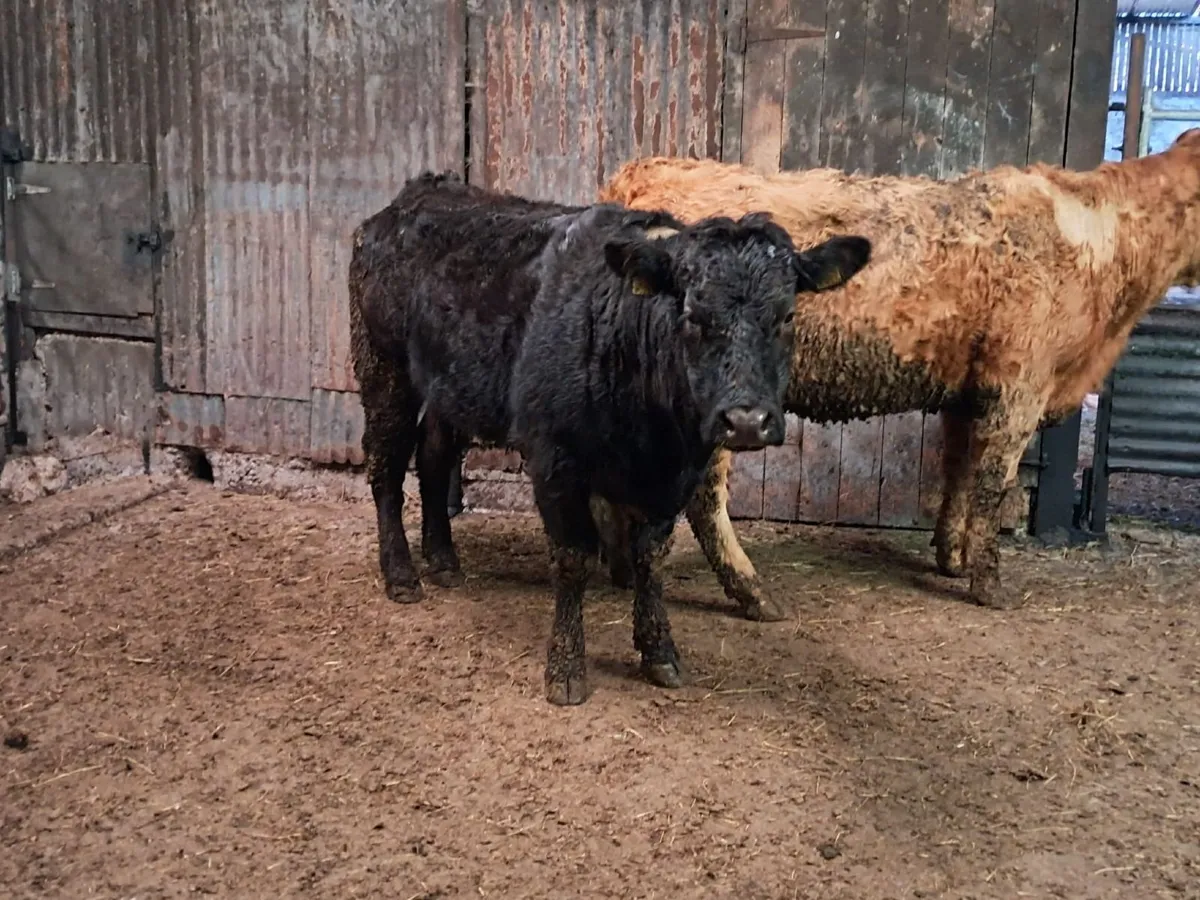 Ballybay Mart Sucklers - Image 3