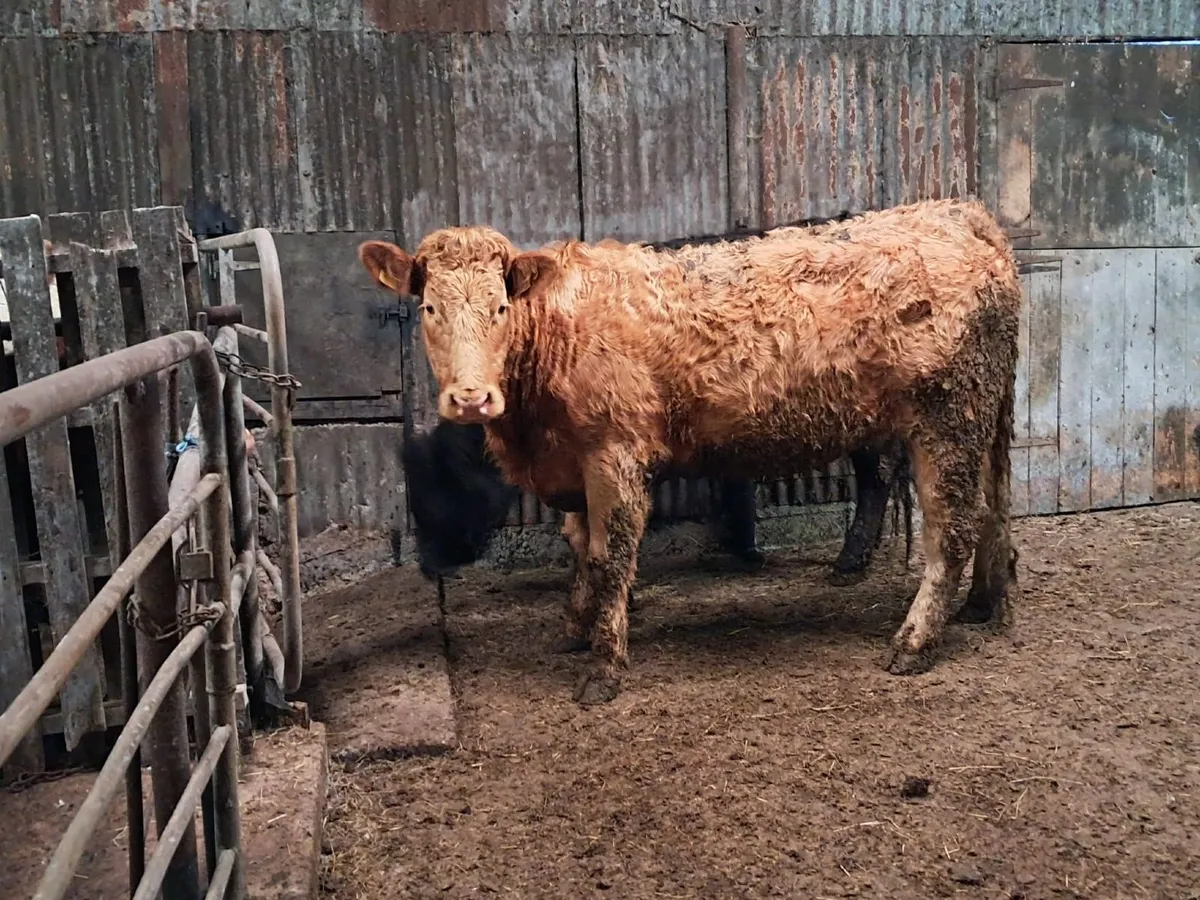 Ballybay Mart Sucklers - Image 4