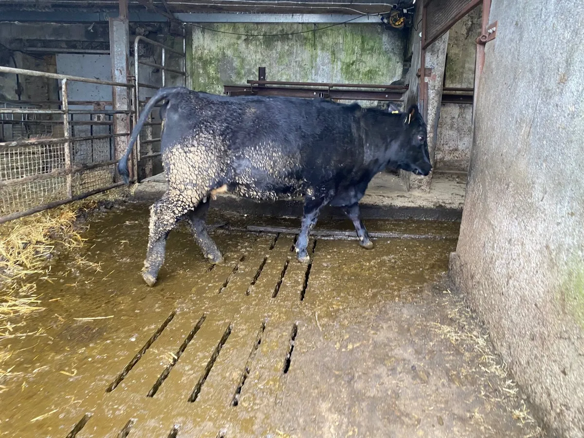 Angus In-Calf Heifers - Image 1
