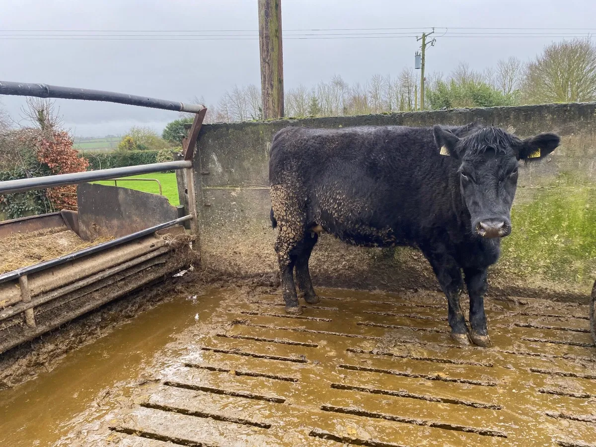 Angus In-Calf Heifers - Image 2