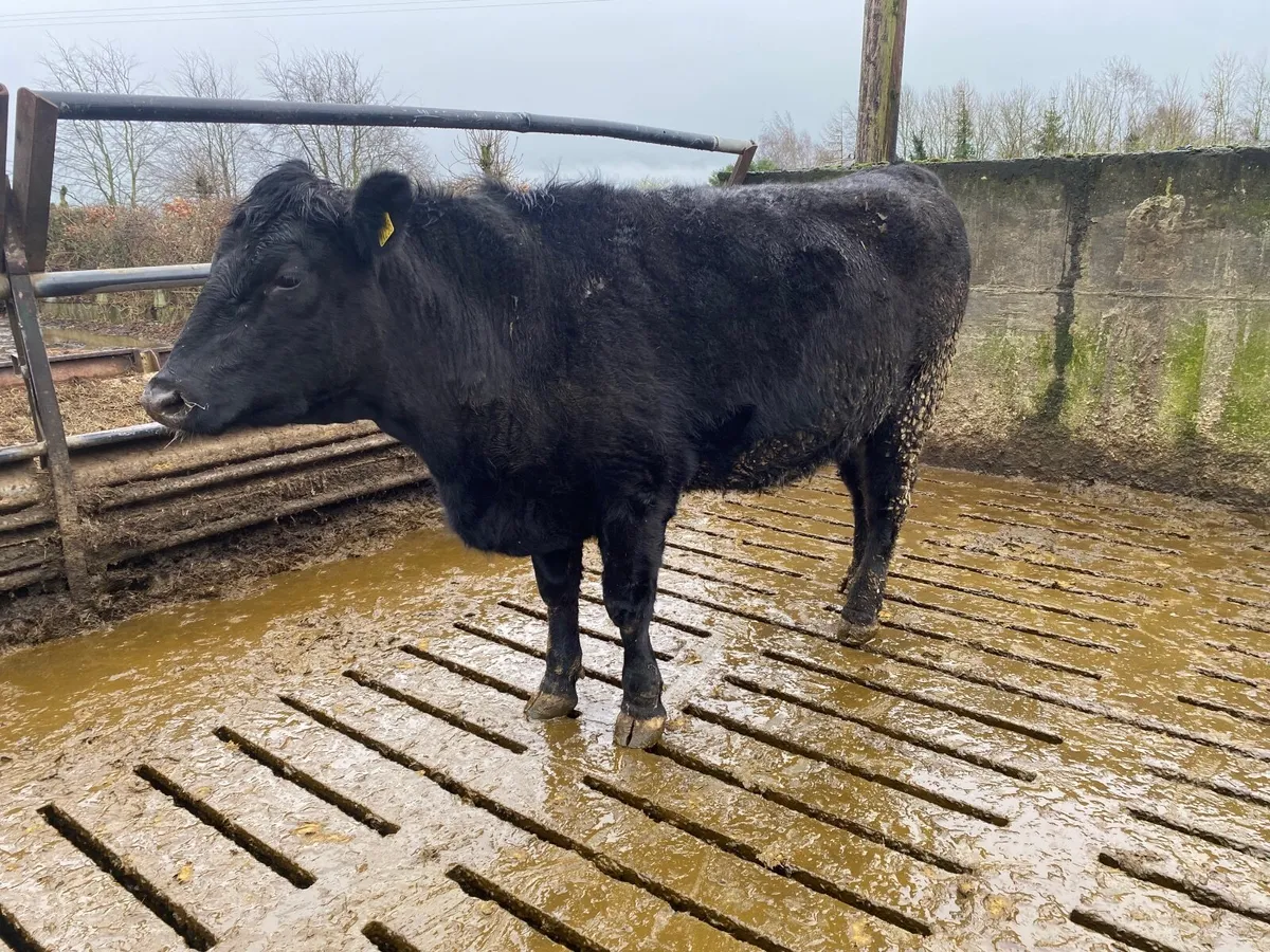 Angus In-Calf Heifers - Image 3