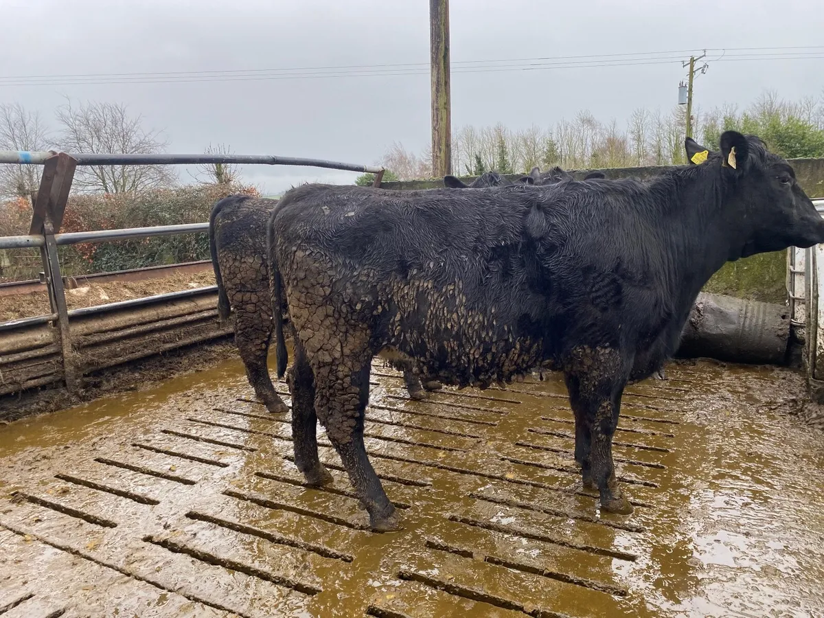 Angus In-Calf Heifers - Image 4