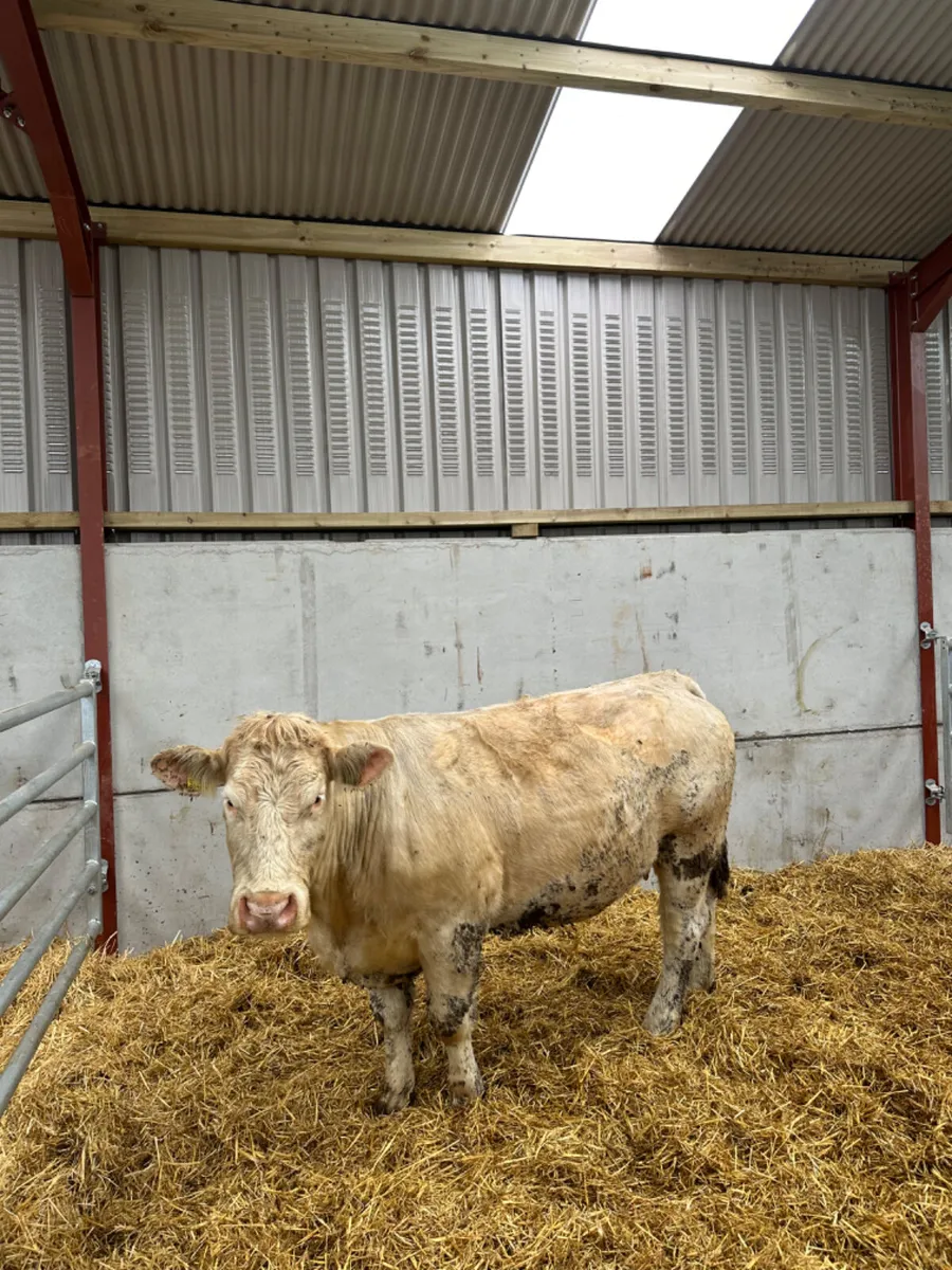 Springing Charolais heifer - Image 1