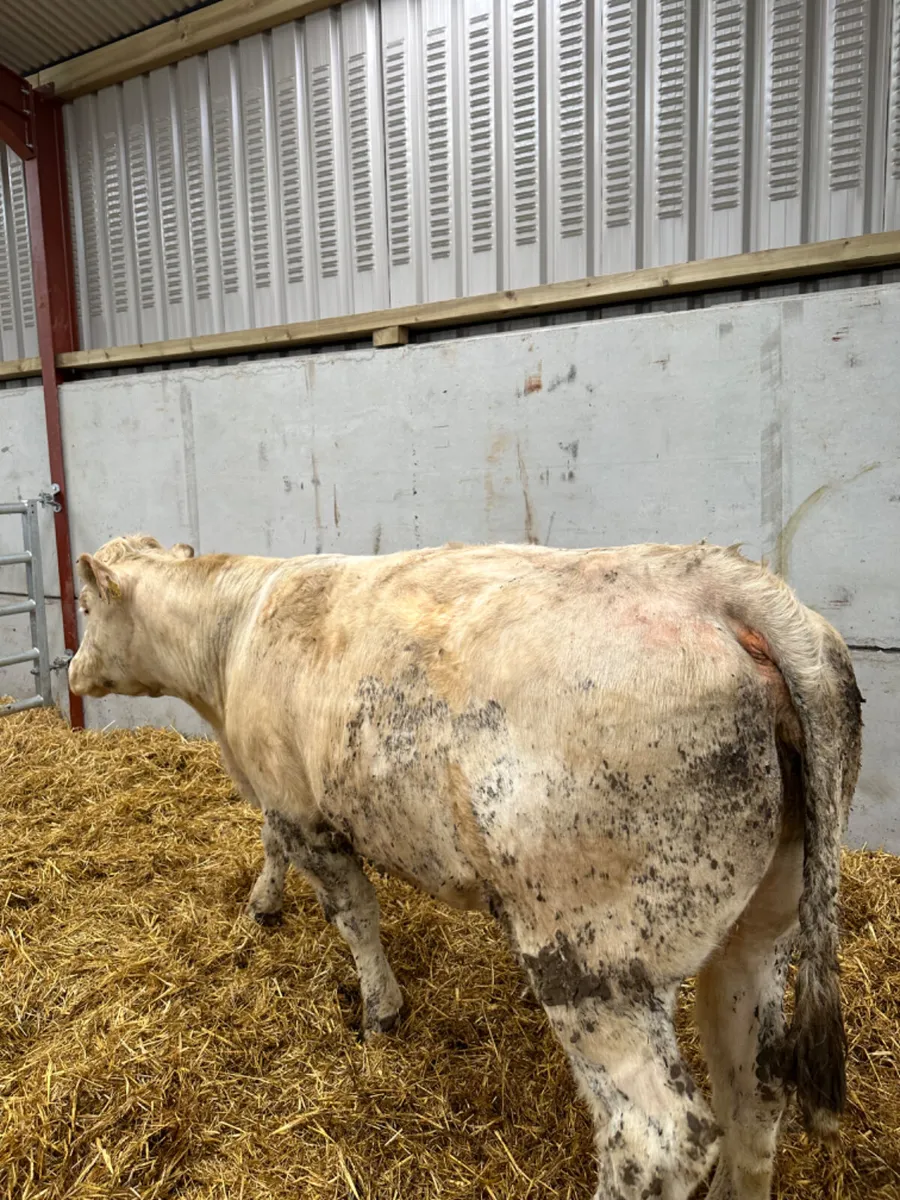 Springing Charolais heifer - Image 2