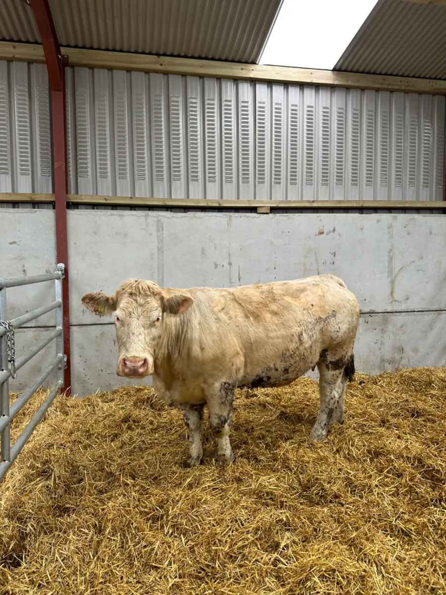 Springing Charolais heifer - Image 3