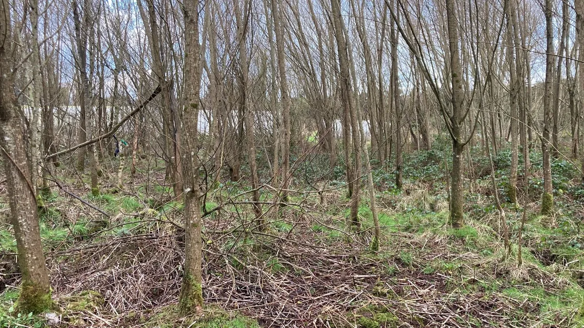 Willow cuttings - Image 2