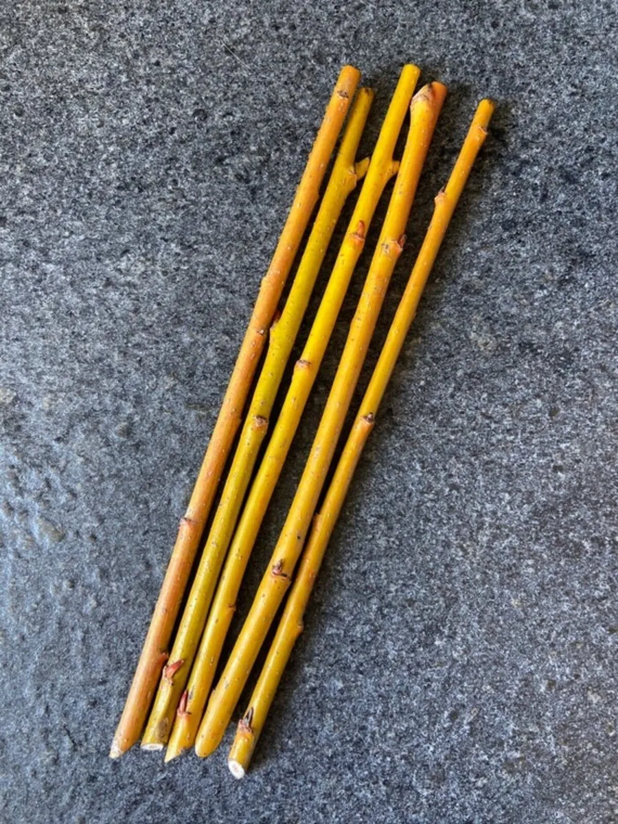 Willow cuttings - Image 3