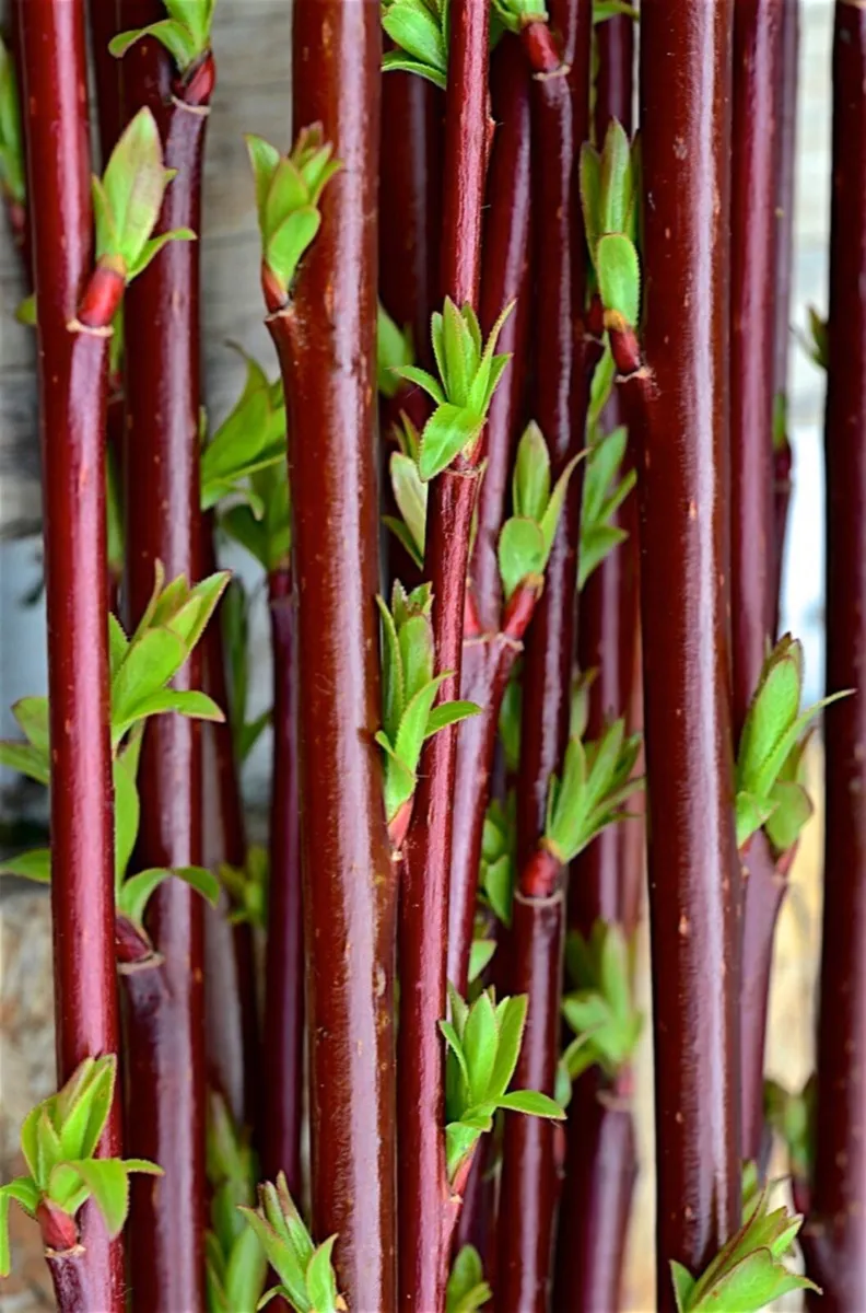 Willow cuttings - Image 4