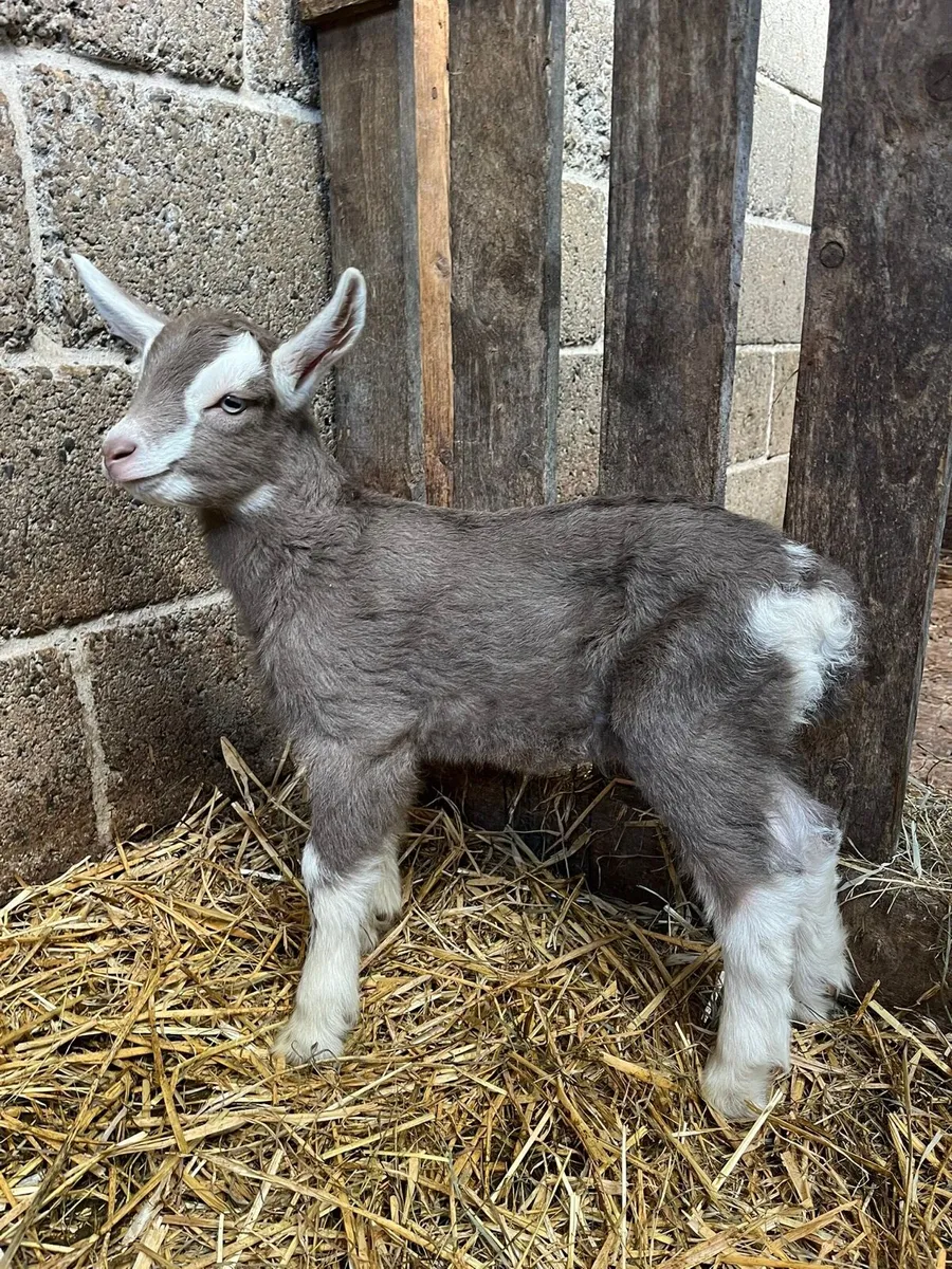 Pbnr Toggenburg male kid