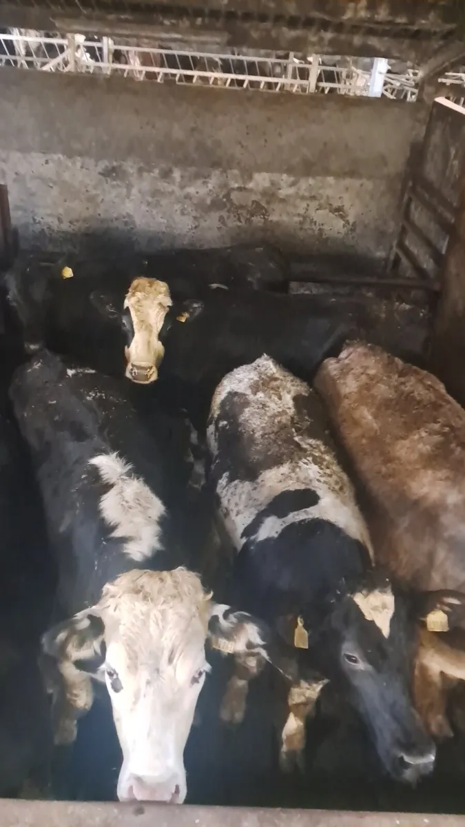 Heavy stock - Image 2