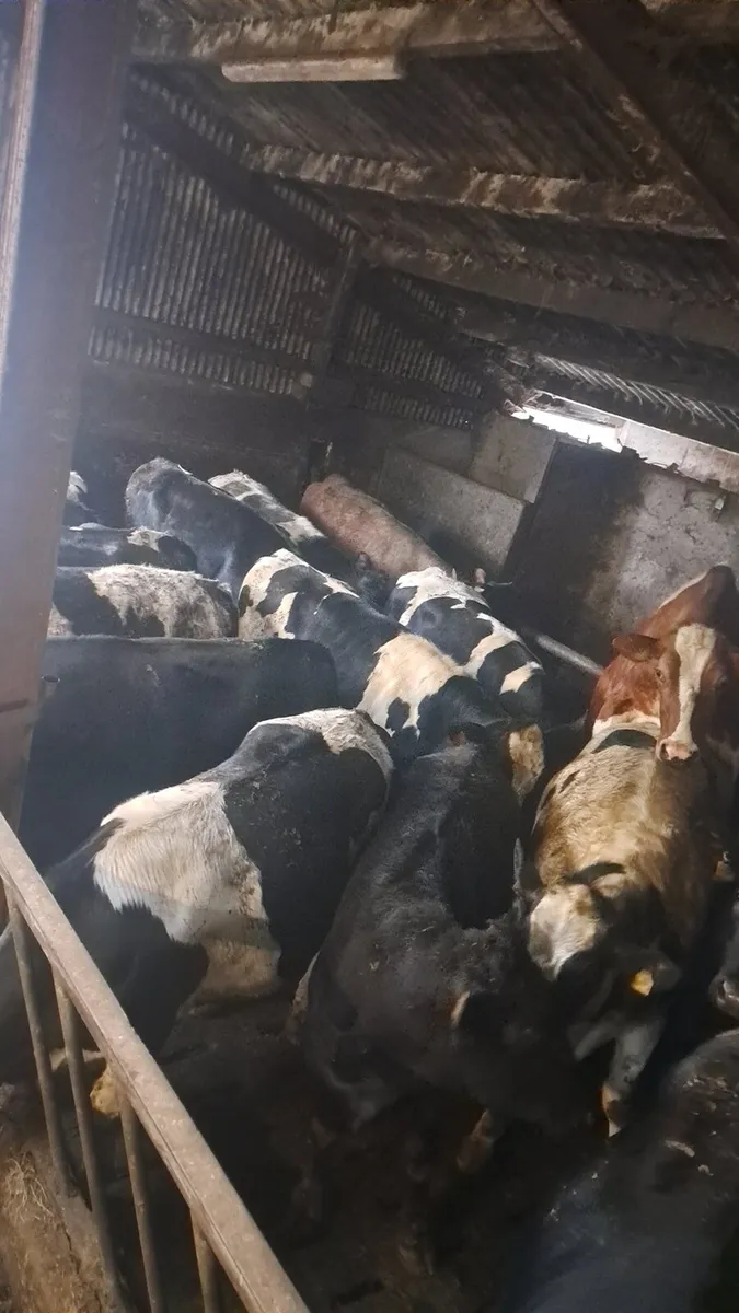 Heavy stock - Image 3