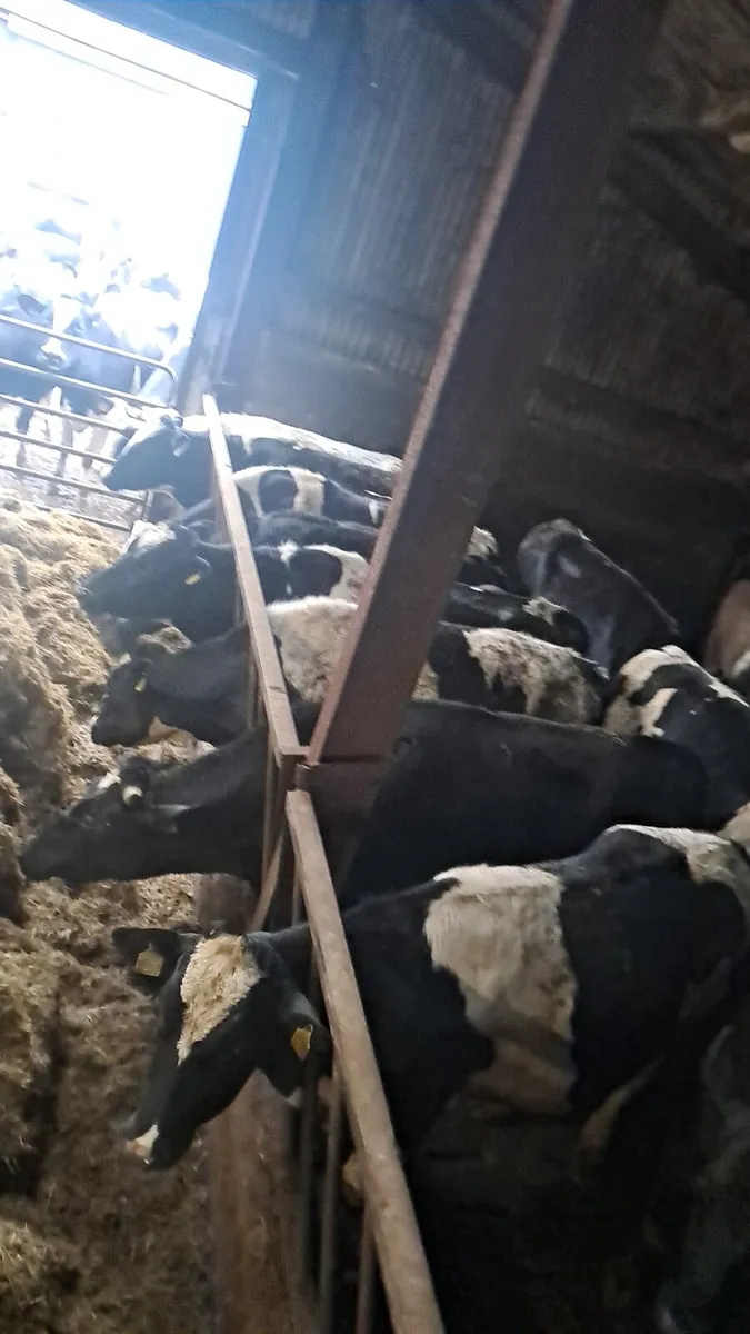 Heavy stock - Image 4