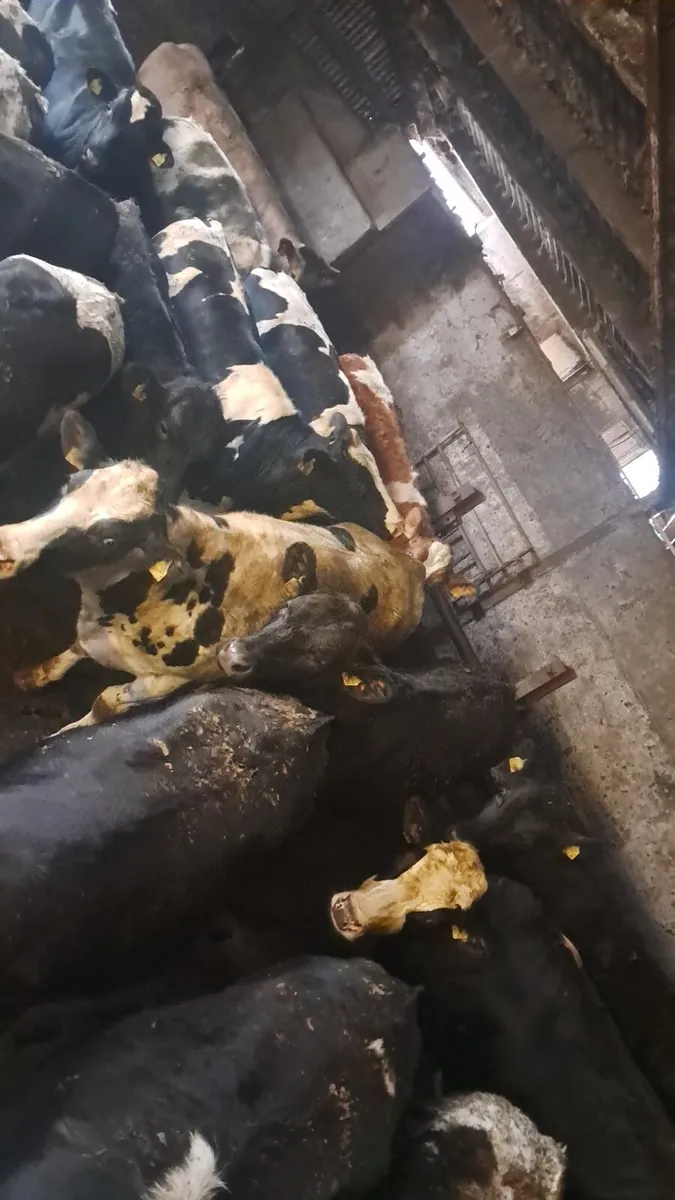 Heavy stock - Image 1