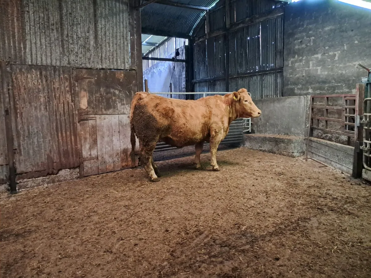 Ballybay Mart Sucklers - Image 1