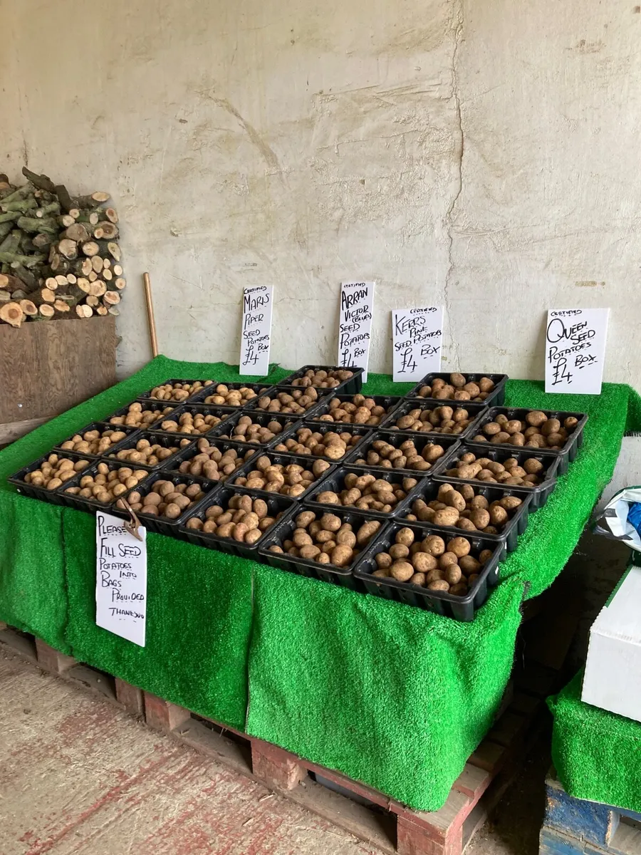 Seed Potatoes - Image 1