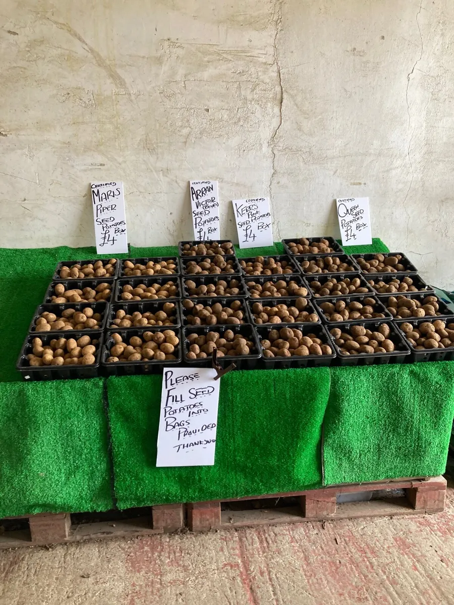 Seed Potatoes - Image 2