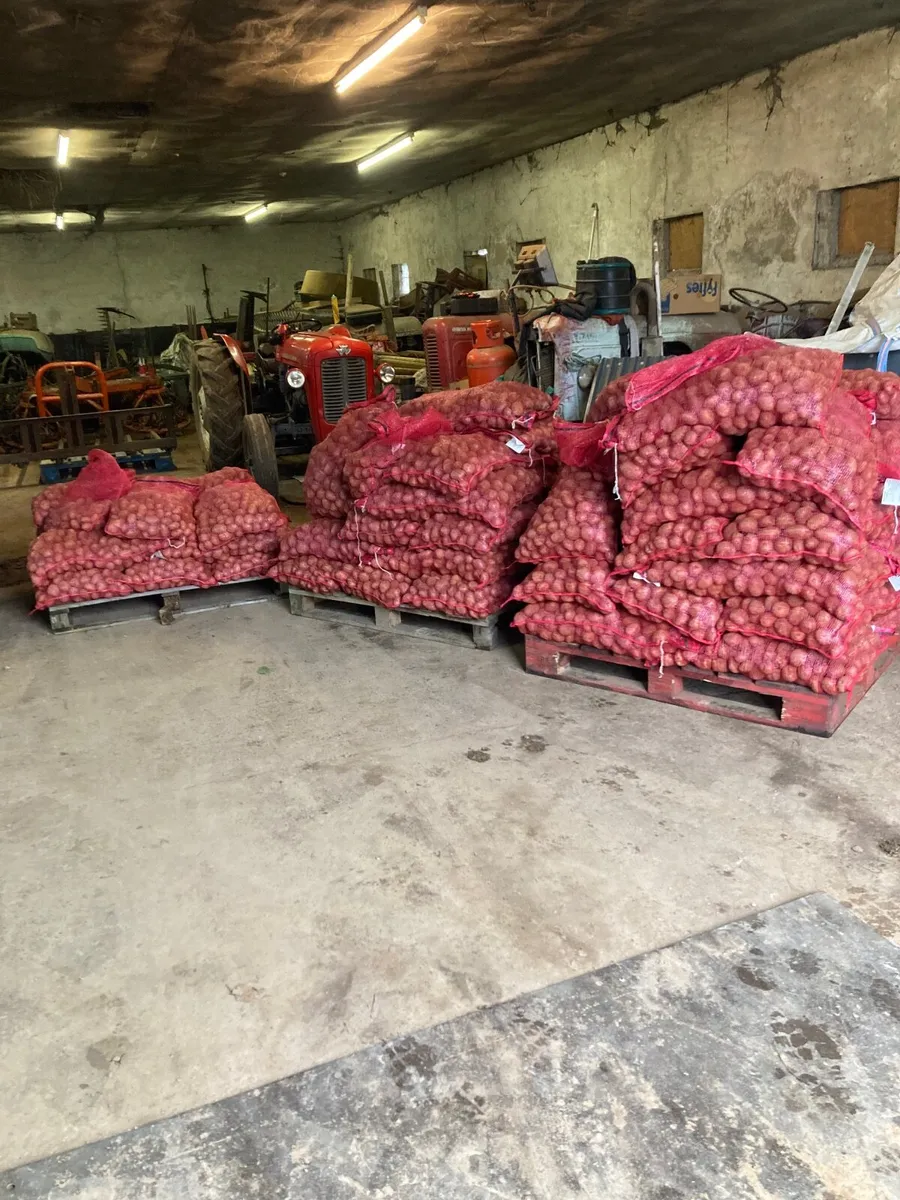 Seed Potatoes - Image 3