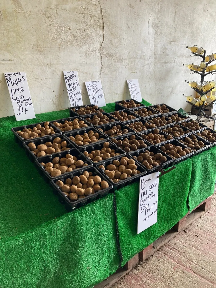 Seed Potatoes - Image 4