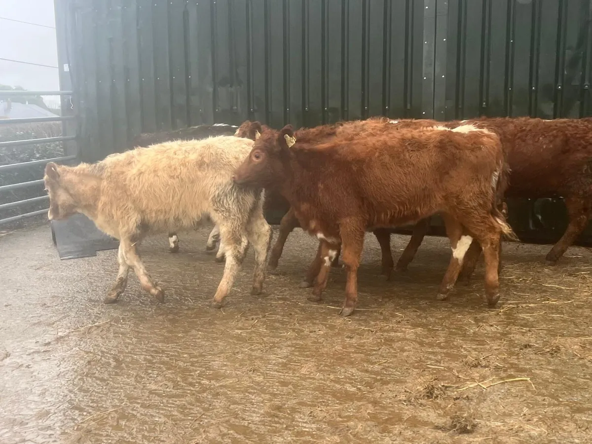 6 super suckler bred continental heifers - Image 1
