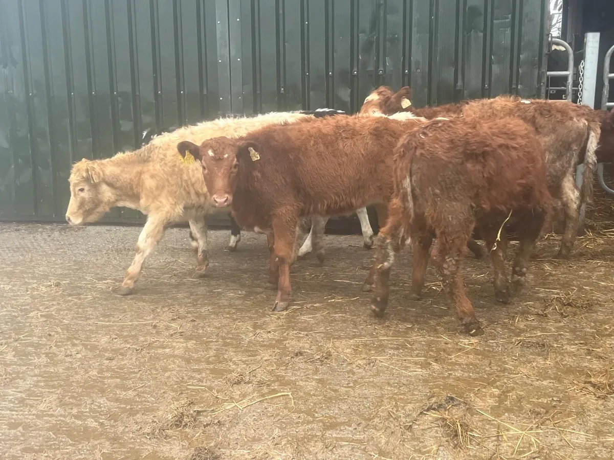 6 super suckler bred continental heifers - Image 2