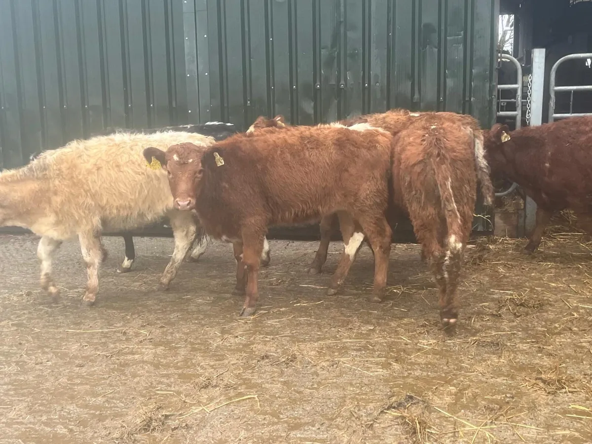 6 super suckler bred continental heifers - Image 3
