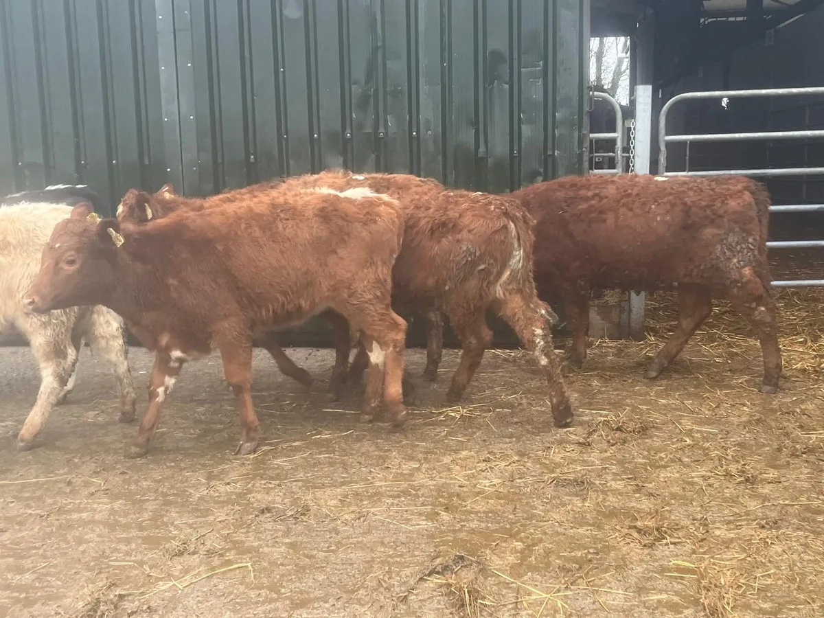 6 super suckler bred continental heifers - Image 4