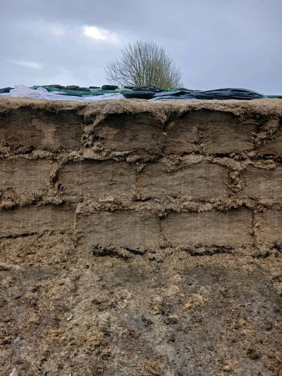 Pit Silage - Image 2