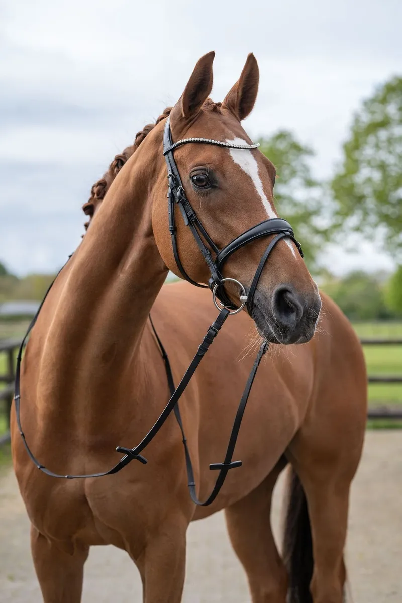 New Melinda Bridle / with tags - Image 4