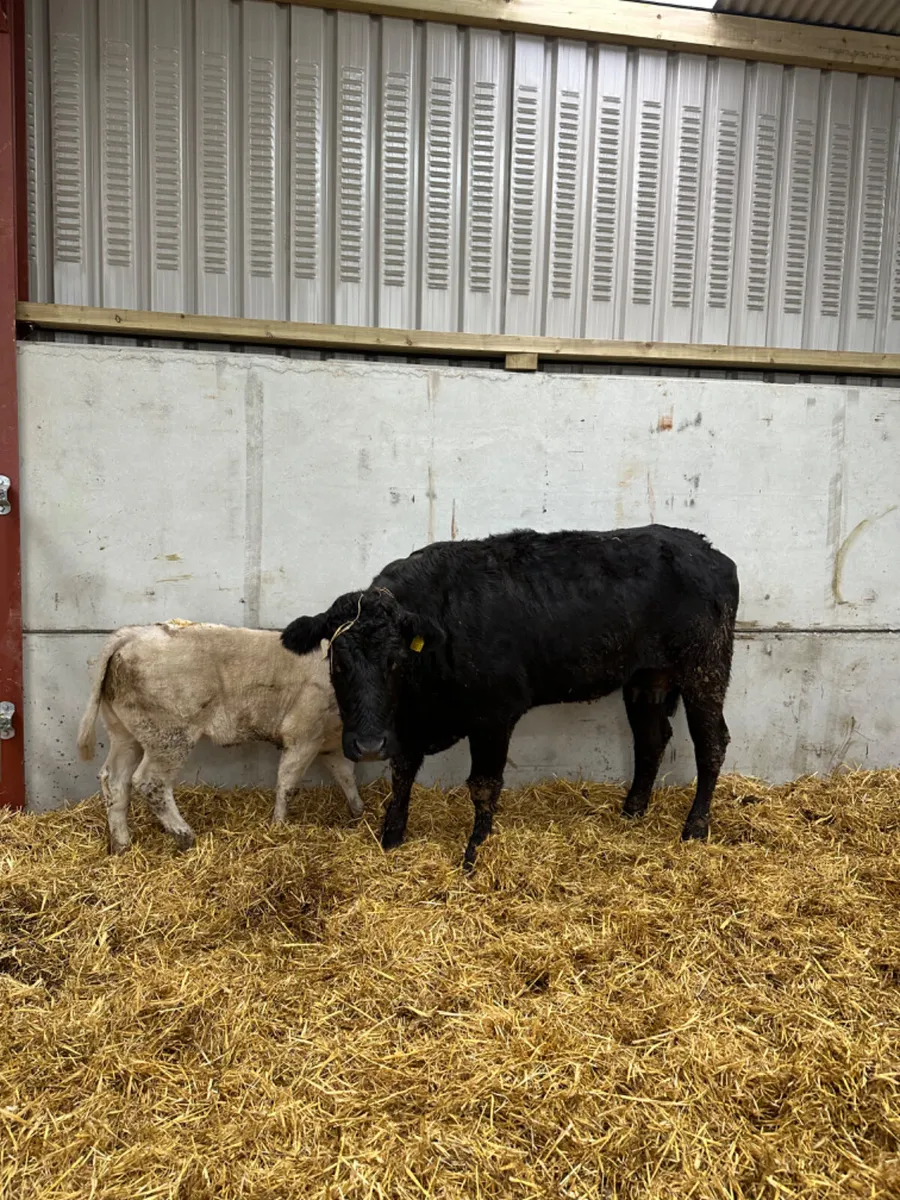 Lim heifer with Charolais heifer calve - Image 3