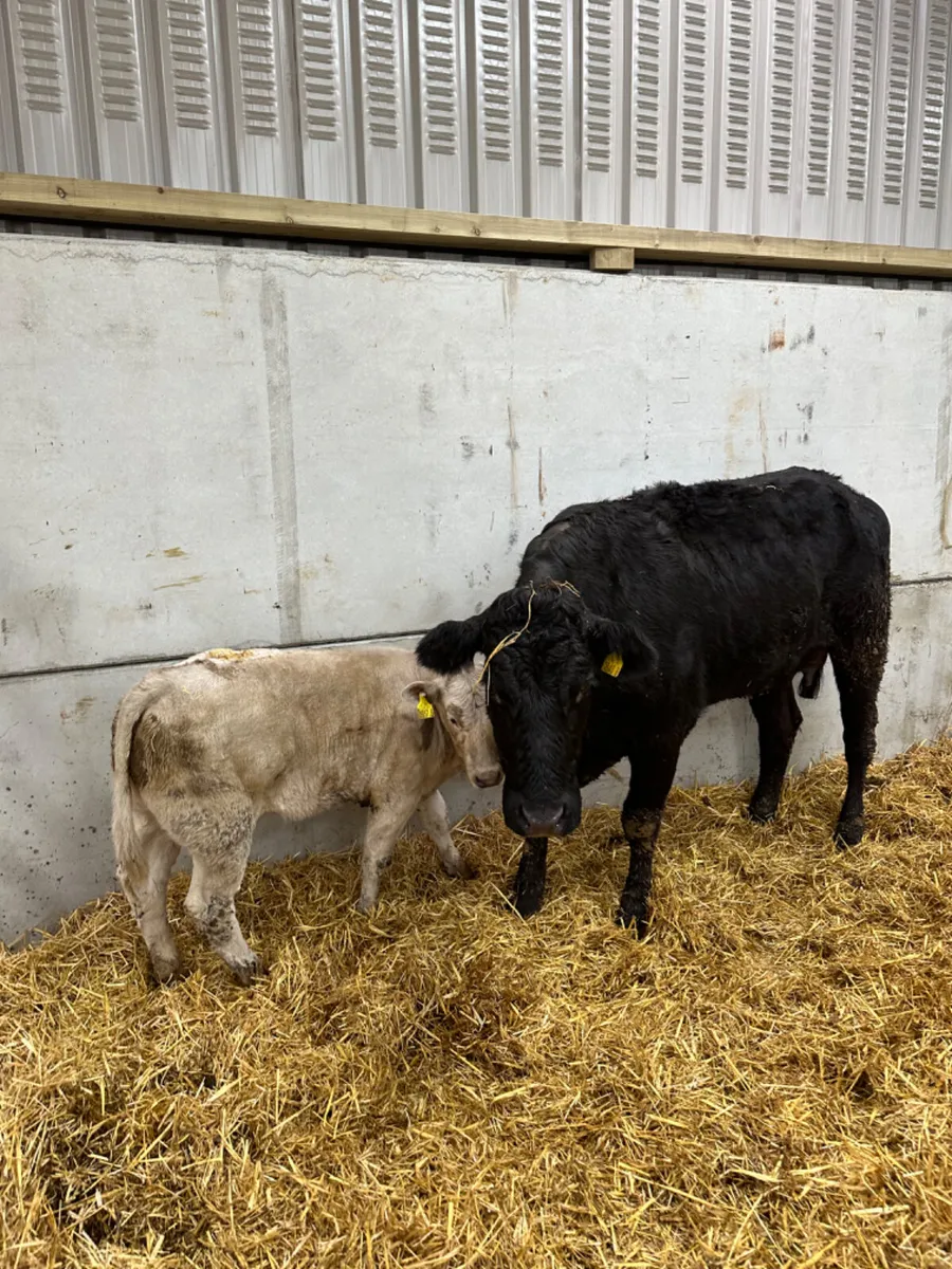 Lim heifer with Charolais heifer calve - Image 2