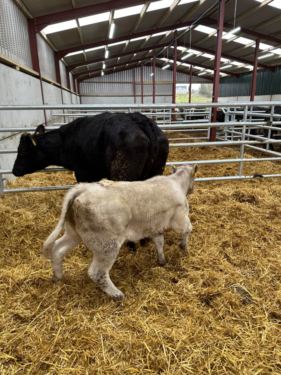 Lim heifer with Charolais heifer calve - Image 4