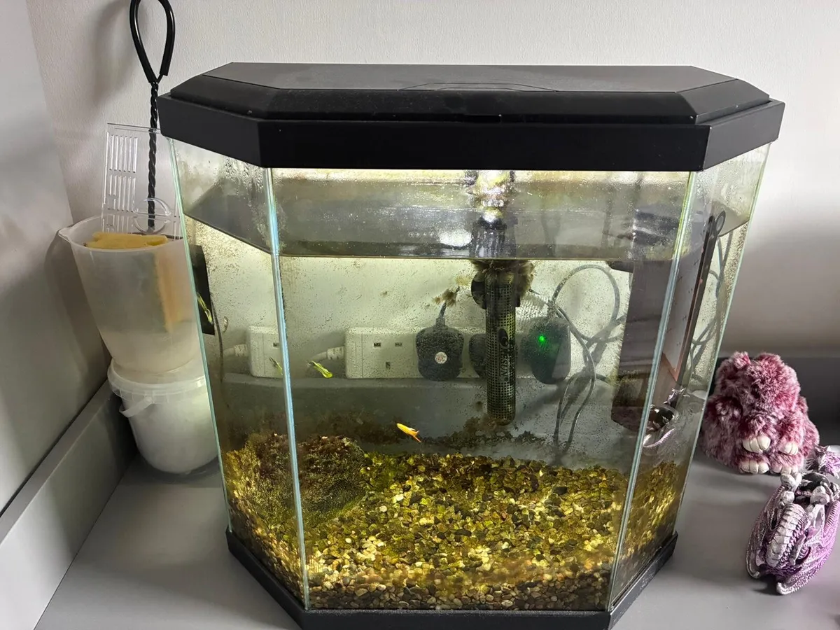Fish tank with complete set up