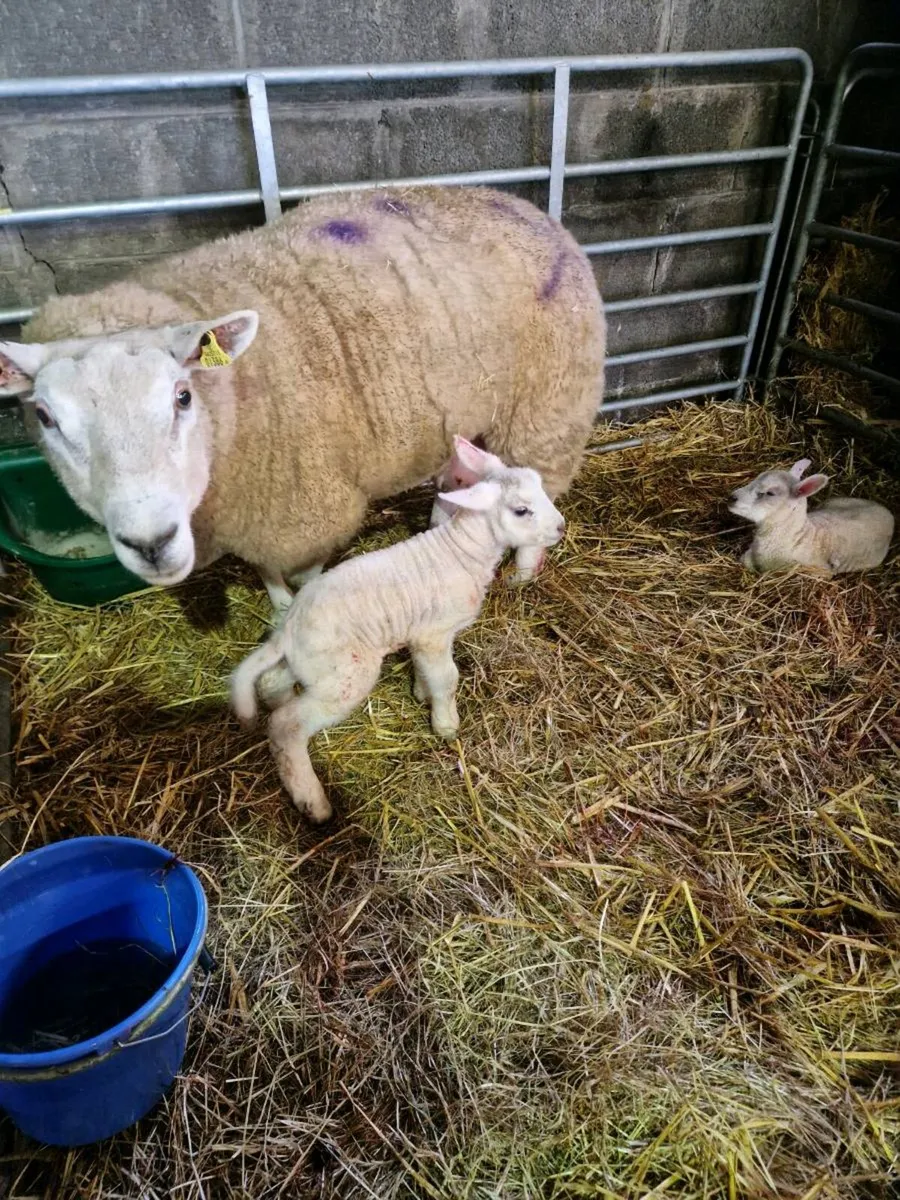 Pet lambs - Image 1