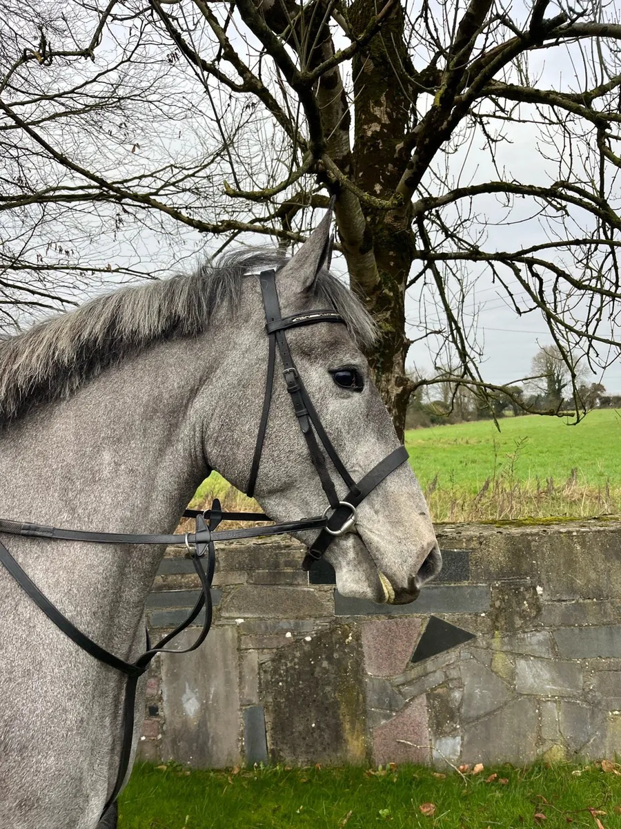 4yo 15.1hh mare - Image 2