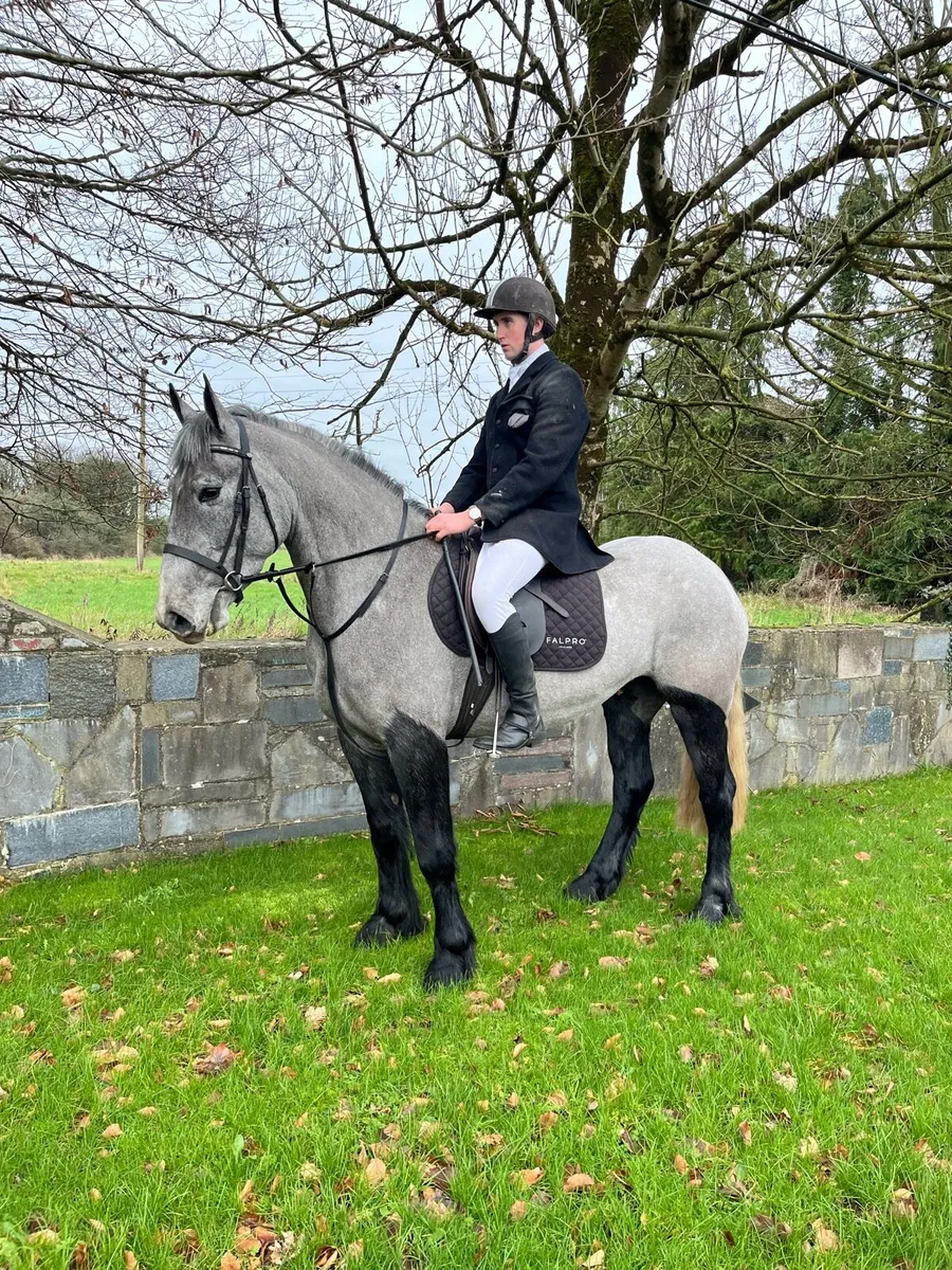 4yo 15.1hh mare - Image 1