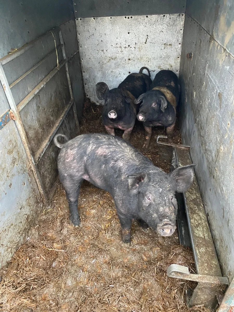Pigs - Image 2