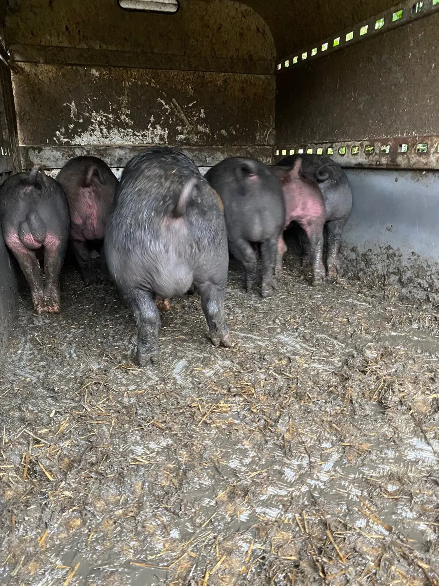 Hampshire pigs - Image 4