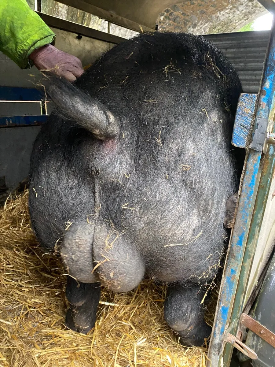 Hampshire pigs - Image 1